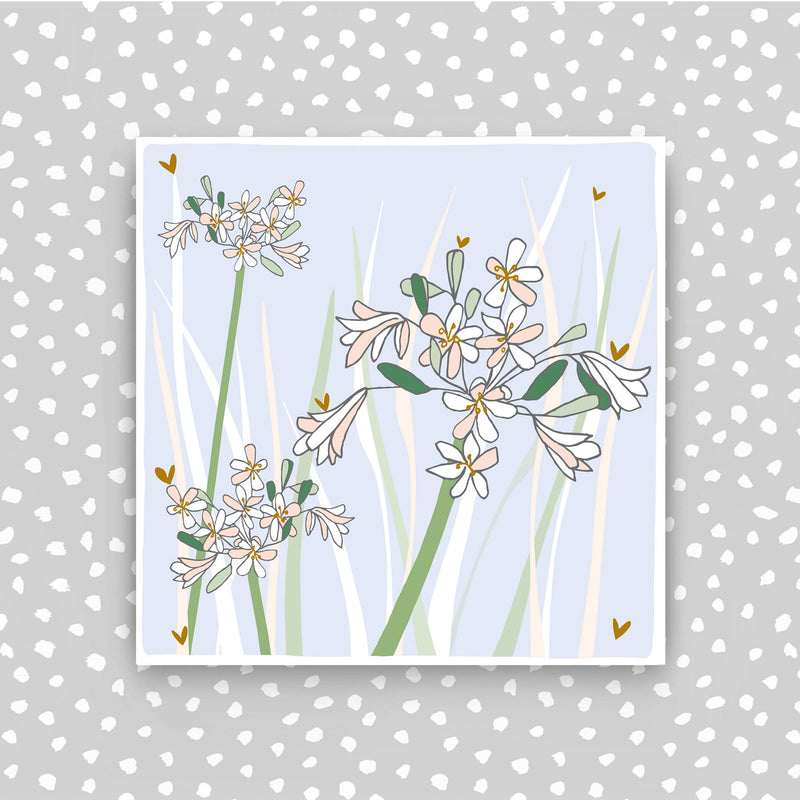 Blank Greetings Card - Agapanthus (CB167)